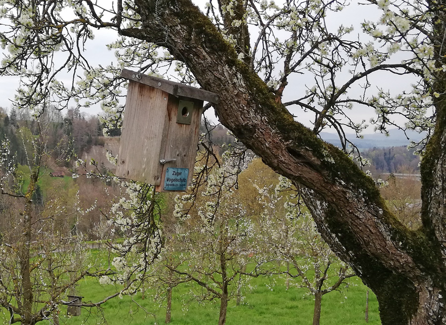 Hochstammtag  Foto: Andreas Georg