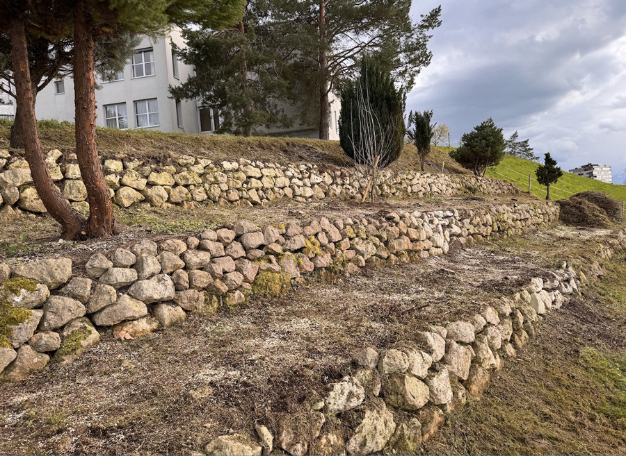 Trockensteinmauer bearbeitet und eingesaet  Foto: Ursula Herzog