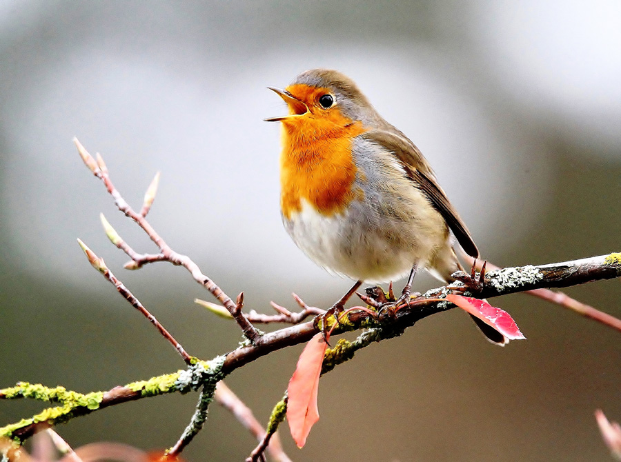 Singendes Rotkehlchen Foto: Carlo Minigatti