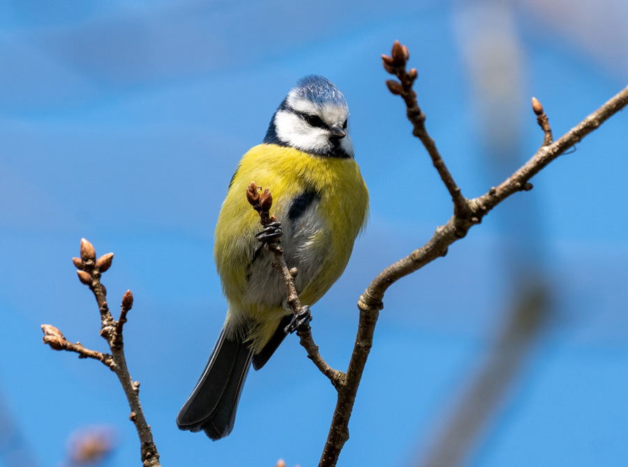 Blaumeise Foto: Erika Acklin