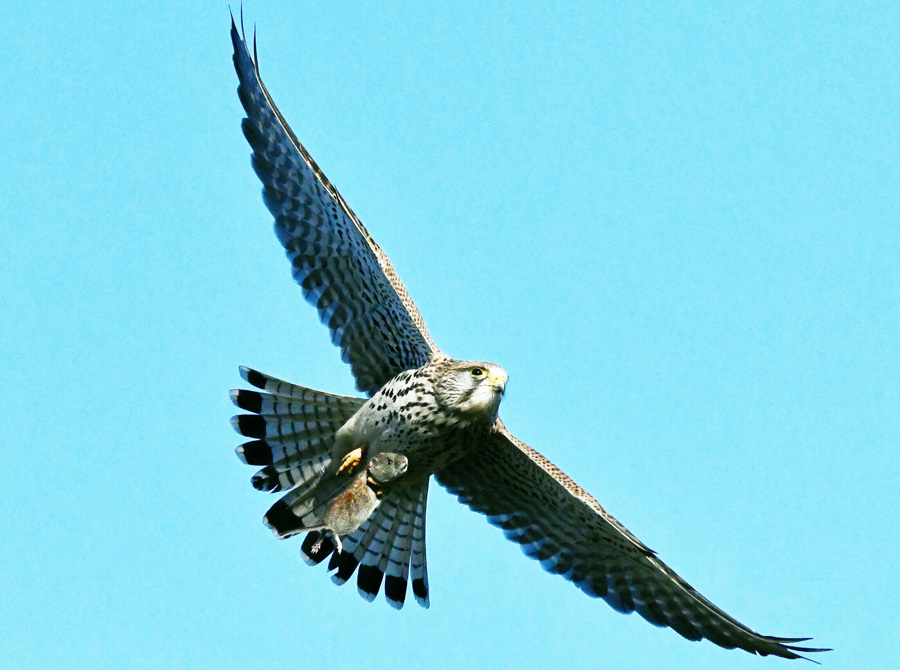Turmfalke mit Maus Foto: Franz Glanzmann