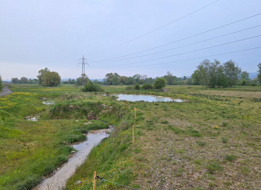 Abendexkursion Reussegg AG  Foto: Tanja Rose