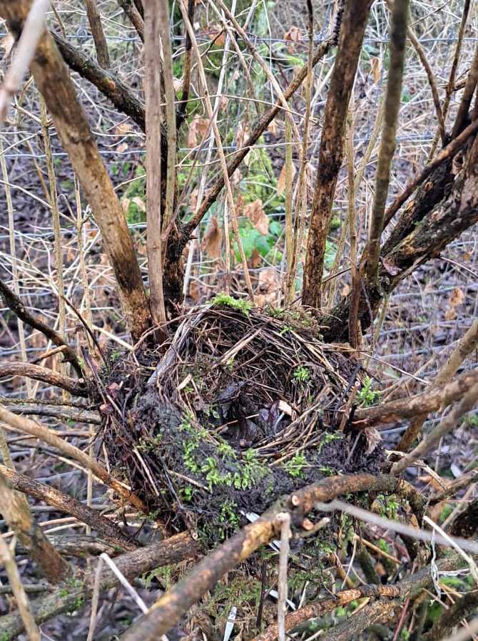 Verlassenes Brutnest  Foto: Celine Weiss