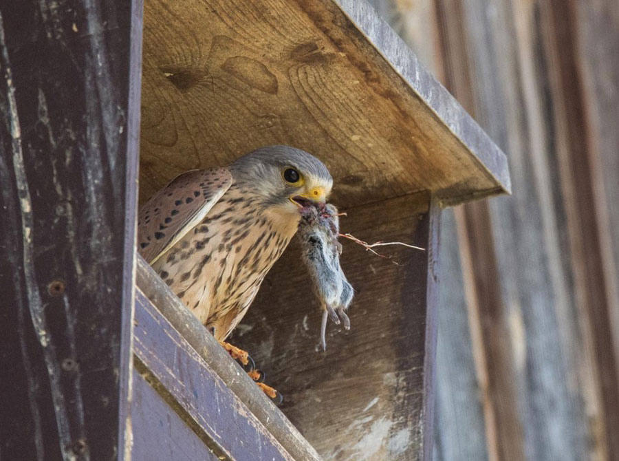 Turmfalke mit Maus  Foto: Manfred Suter