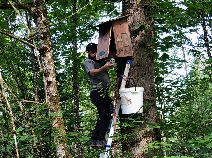 Waldkauzkasten wird kontrolliert  Foto: Lolo Frei