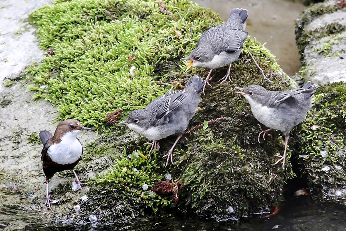 Wasseramsel mit Jungen