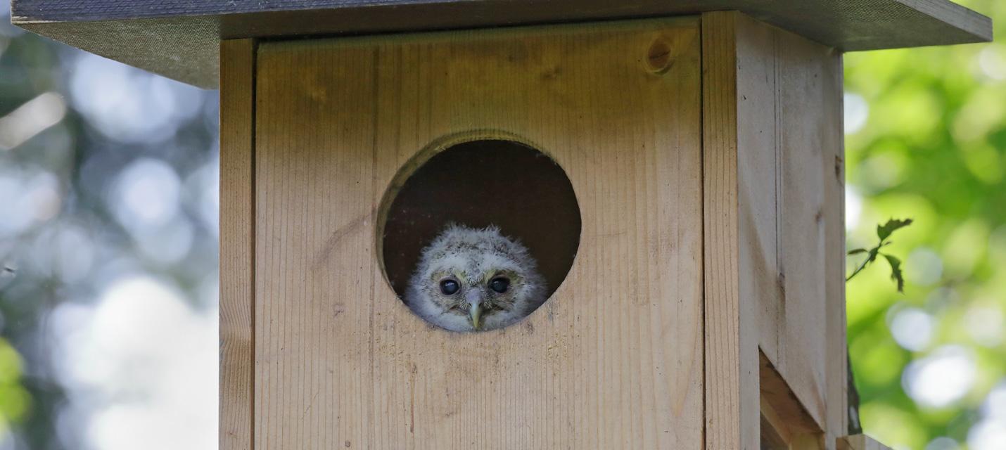 Junger Waldkauz im Nistkasten