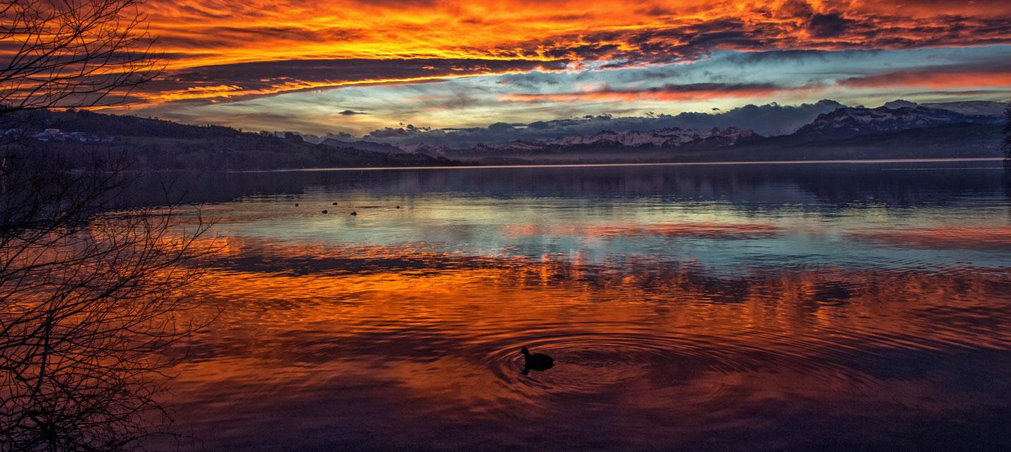 Blässhuhn im Abendrot