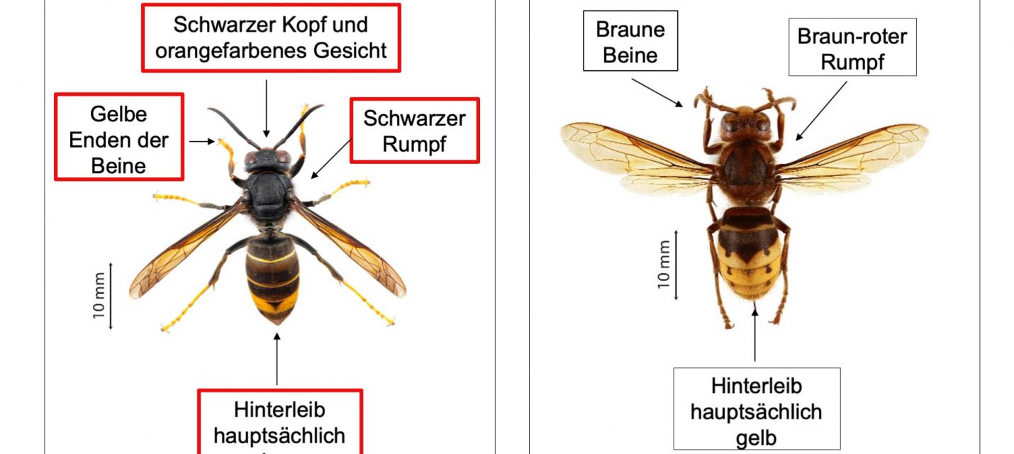 Identifikation Asiatische Hornisse