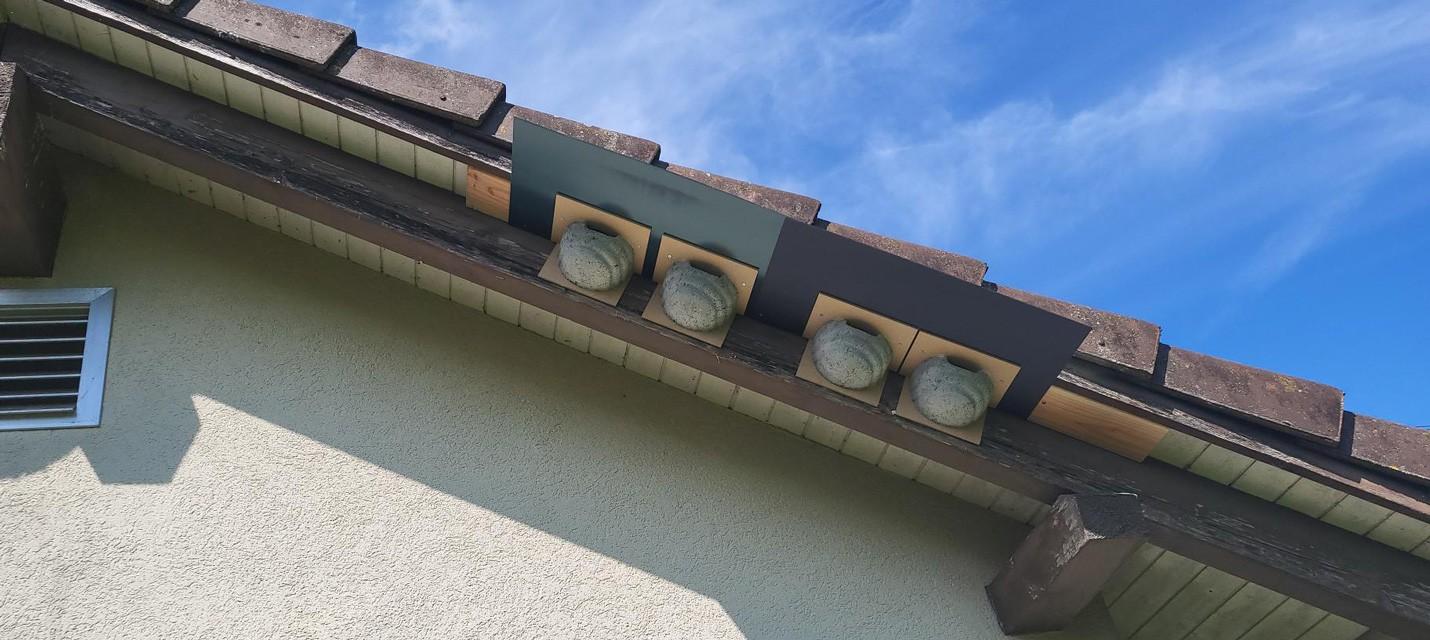 Mehlschwalben Behausungen am SBB Technikhäuschen im Choller