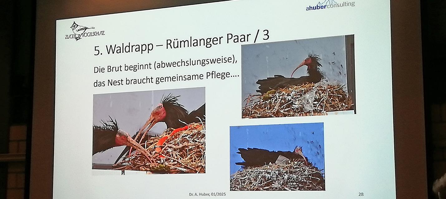 Vortrag zum Waldrapp