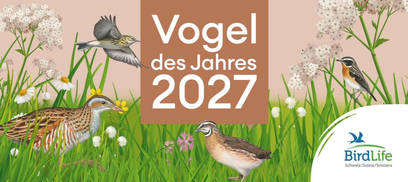 Wahl zum Vogel des Jahres 2027