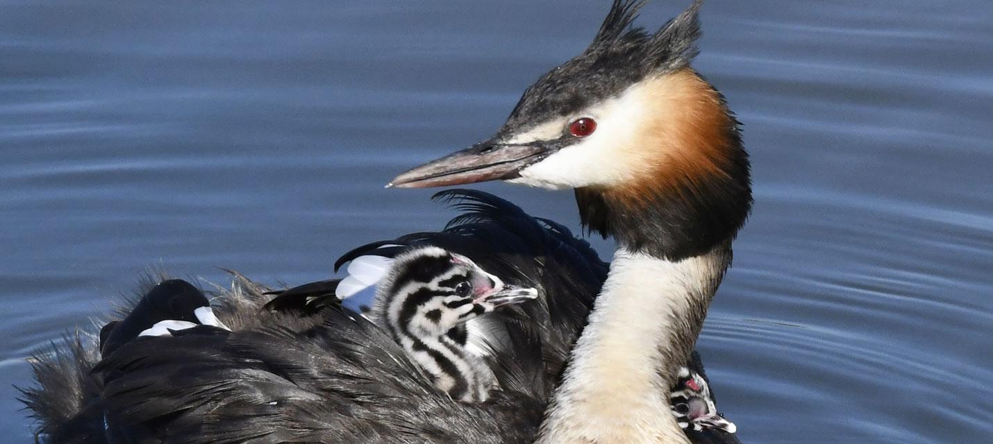 Haubentaucher mit zwei Jungtieren