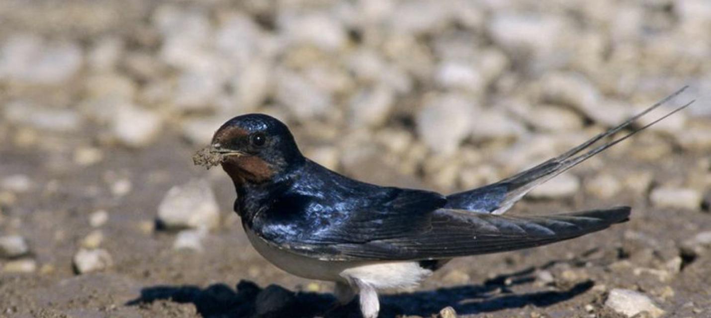 Rauchschwalbe sammelt Material für den Nestbau