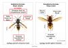 Identifikation Asiatische Hornisse