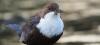 Wasseramsel